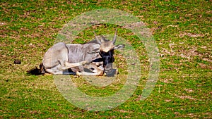 Wildebeest on Meadow