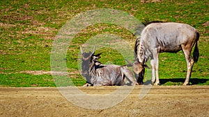 Wildebeest on Meadow