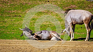 Wildebeest on Meadow