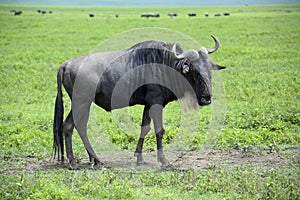 Wildebeest migrating across Serengeti plains of Africa