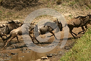 Wildebeest migration