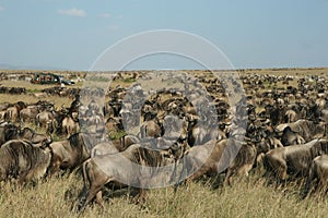 Wildebeest migration