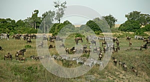 Wildebeest migration
