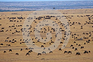 Wildebeest Migration