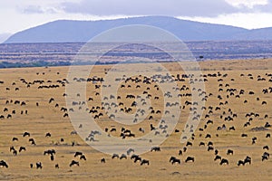 Wildebeest Migration