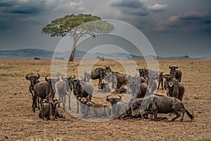 Wildebeest migration,