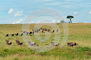 Wildebeest Migration