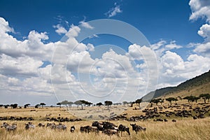 Wildebeest Migration