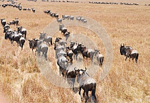 Wildebeest migration