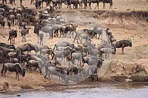 Wildebeest migration