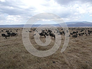 Wildebeest Migration