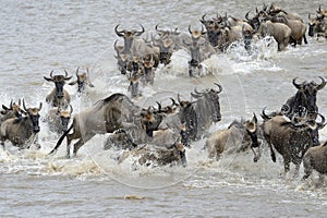 Wildebeest migration