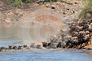 Wildebeest migration