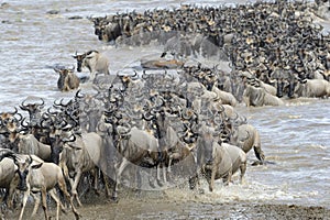 Wildebeest migration photo