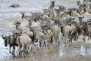 Wildebeest migration