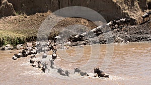 Wildebeest migration crossing Mara River