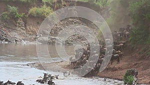 Wildebeest migration crossing the Mara river
