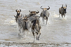Wildebeest