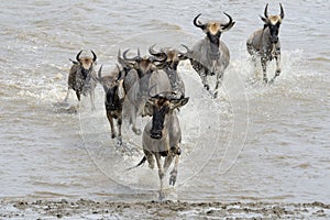 Wildebeest