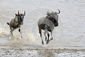Wildebeest