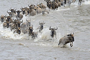 Wildebeest photo