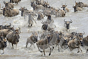 Wildebeest migration