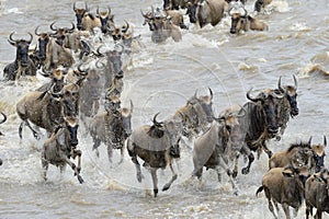 Wildebeest migration