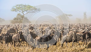 Wildebeest migration. The herd of migrating antelopes goes on dusty savanna.