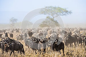 Wildebeest migration. The herd of migrating antelopes goes on dusty savanna. The wildebeests, also called gnus or wildebai, are a