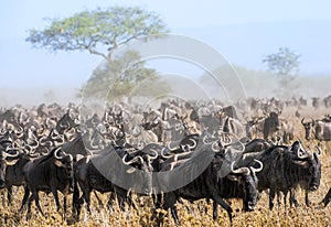 Wildebeest migration. The herd of migrating antelopes goes on dusty savanna. The wildebeests, also called gnus or wildebai, are a photo