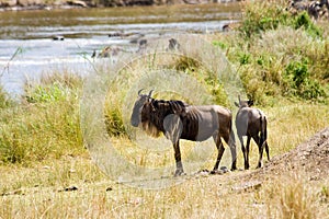 Wildebeest during migration hesitate to cross Mara River.