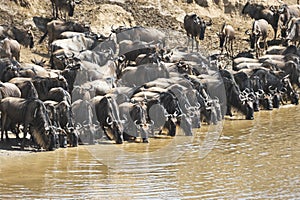 Wildebeest migration in Kenya