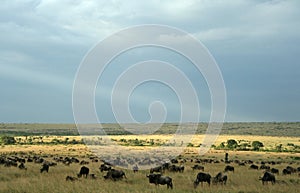 Wildebeest migration landscape