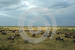 Wildebeest migration landscape