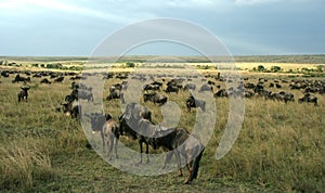 Wildebeest migration landscape