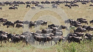 Wildebeest migration - Masai Mara