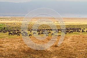 Wildebeest migration in Ngorgoro crater