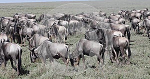 Wildebeest in migration on Serengeti, 4K