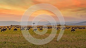 Wildebeest migration, Serengeti National Park