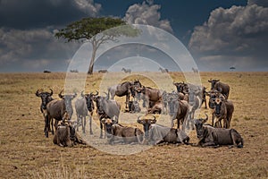 Wildebeest migration, Serengeti National Park,