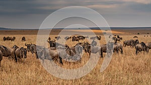 Wildebeest migration, Serengeti National Park,