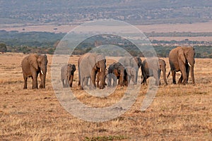 Wildebeest migration, Serengeti National Park