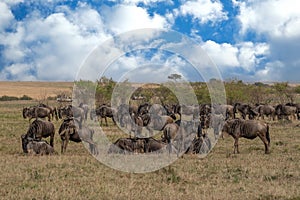 Wildebeest migration, Serengeti National Park