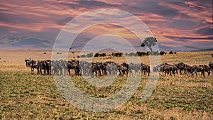 Wildebeest migration, Serengeti National Park