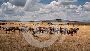 Wildebeest migration, Serengeti National Park