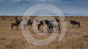 Wildebeest migration, Serengeti National Park, Tanzania,