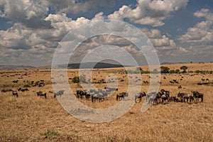Wildebeest migration, Serengeti National Park, Tanzania,