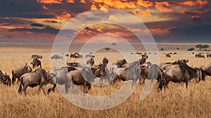 Wildebeest migration, Serengeti National Park photo