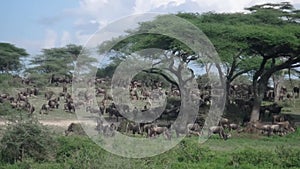 Wildebeest in migration, Serengeti, Tanzania