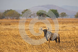 Wildebeest in Mikumi